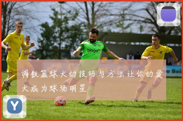 调教篮球犬的技巧与方法让你的爱犬成为球场明星