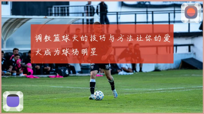 调教篮球犬的技巧与方法让你的爱犬成为球场明星